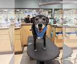 Small Labrador Retriever Mix