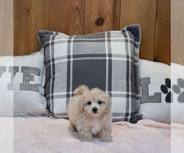Medium Photo #3 Maltipoo-Poodle (Miniature) Mix Puppy For Sale in WARSAW, IN, USA