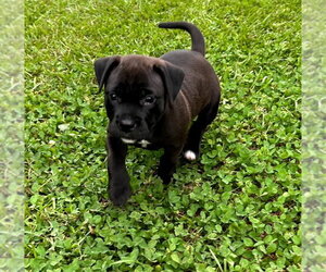 Labrador Retriever-Retriever  Mix Dogs for adoption in Holly Springs, NC, USA