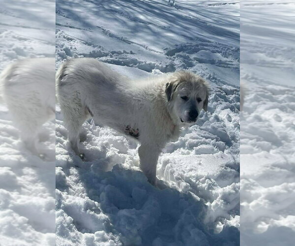 Medium Photo #1 Great Pyrenees Puppy For Sale in Aurora, IN, USA