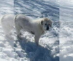 Small Great Pyrenees