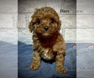 Cavapoo Puppy for sale in SHILOH, OH, USA