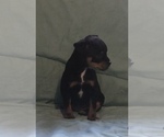 Small Photo #3 Chihuahua Puppy For Sale in BLACKSTONE, VA, USA
