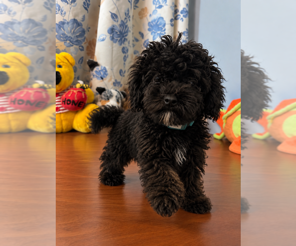 Medium Photo #35 Bichpoo Puppy For Sale in DURHAM, CT, USA