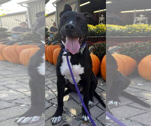 American Pit Bull Terrier-Unknown Mix Dogs for adoption in Germantown, OH, USA