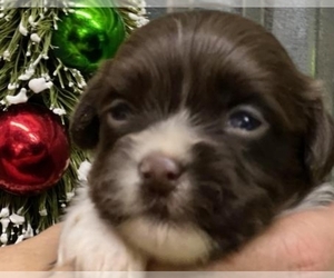 Havanese Puppy for sale in LANSING, IA, USA