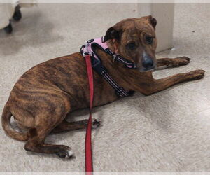 Rosie/Brooklyn - Female Mutt Dog for Adoption - Photo #3