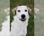 Small #12 Great Pyrenees Mix