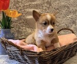 Small #2 Pembroke Welsh Corgi