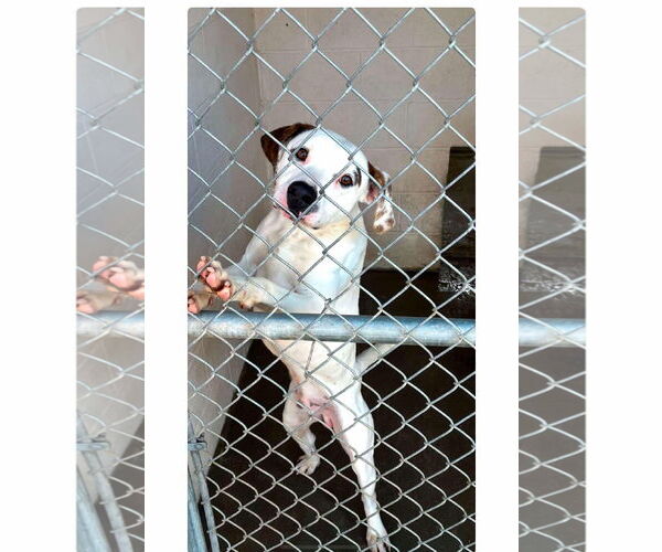 Medium Photo #15 Lab-Pointer Puppy For Sale in Rockaway, NJ, USA