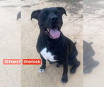 Small American Pit Bull Terrier Mix