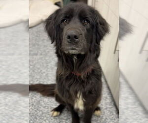 Mutt Dogs for adoption in Bemidji, MN, USA