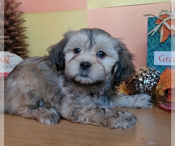 Medium Photo #9 Lhasa Apso Puppy For Sale in PHOENIX, AZ, USA