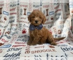 Small #1 Goldendoodle (Miniature)