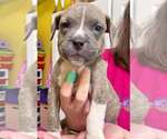 Small #4 American Pit Bull Terrier