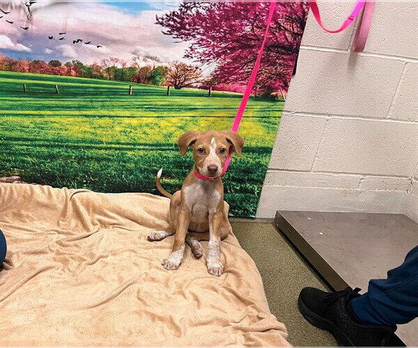 Medium Photo #1 Mutt Puppy For Sale in Moreno Valley, CA, USA