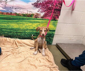 Mutt Dogs for adoption in Moreno Valley, CA, USA