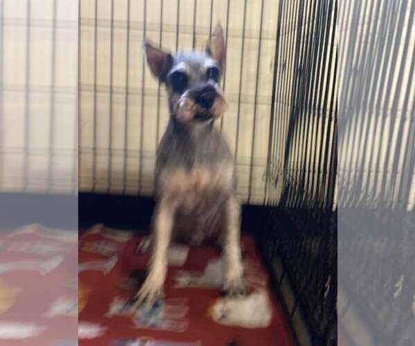 Medium Photo #1 Mutt Puppy For Sale in Lewistown, PA, USA