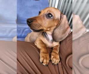 Medium Dachshund