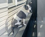 Small #3 American Pit Bull Terrier Mix
