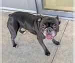 Small French Bulldog