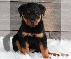 Rottweiler Puppy for sale in FREDERICKSBURG, OH, USA