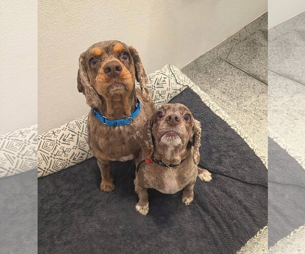 Medium Photo #1 Cocker Spaniel Puppy For Sale in Manahawkin, NJ, USA