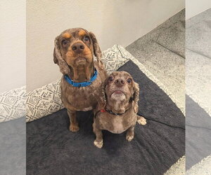 Cocker Spaniel Dogs for adoption in Manahawkin, NJ, USA