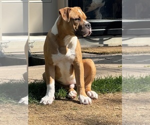 Alapaha Blue Blood Bulldog Puppy for Sale in NEWVILLE, Pennsylvania USA