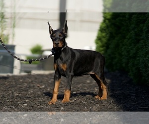 Medium Doberman Pinscher