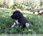 Small Photo #6 Border-Aussie Puppy For Sale in AVA, MO, USA