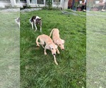 Small #9 Labrador Retriever Mix