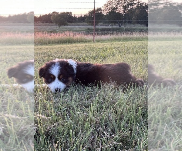 Medium Photo #4 Australian Shepherd Puppy For Sale in ADA, OK, USA