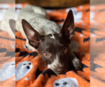 Small Photo #6 Mutt Puppy For Sale in Redmond, WA, USA