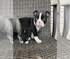 Boston Terrier Puppy for sale in CHARLOTTESVILLE, VA, USA