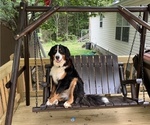 Small Photo #1 Bernese Mountain Dog Puppy For Sale in LAWRENCEBURG, TN, USA