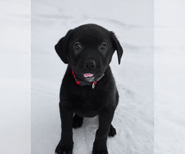 Medium Photo #1 Shepradors Puppy For Sale in Minneapolis, MN, USA