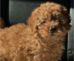 Small Photo #2 Poodle (Toy) Puppy For Sale in NEW RIVER, AZ, USA