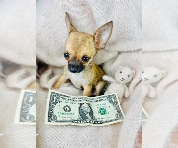 Medium Photo #3 Chihuahua Puppy For Sale in LAKE WALES, FL, USA
