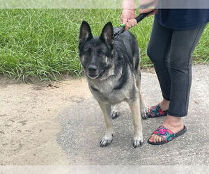 German Shepherd Dog Dogs for adoption in Ocala, FL, USA