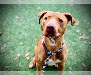 Mutt Dogs for adoption in Orlando, FL, USA