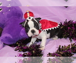 Image preview for Ad Listing. Nickname: Lumi