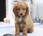 Small Photo #1 Miniature Bernedoodle Puppy For Sale in EPHRATA, PA, USA