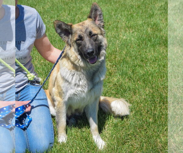 Medium Photo #4 German Shepherd Dog-Unknown Mix Puppy For Sale in Huntley, IL, USA