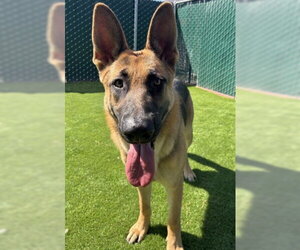 German Shepherd Dog Dogs for adoption in San Bernardino, CA, USA