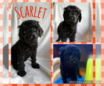 Puppy Scarlet Goldendoodle