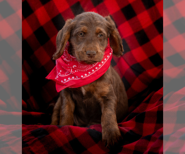 Medium Photo #4 Labradoodle Puppy For Sale in DEEPWATER, MO, USA