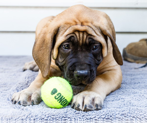 Medium Photo #60 Mastiff Puppy For Sale in WAKARUSA, IN, USA