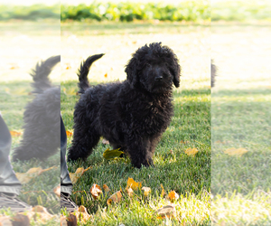 Poodle (Standard) Puppy for sale in SHIPSHEWANA, IN, USA