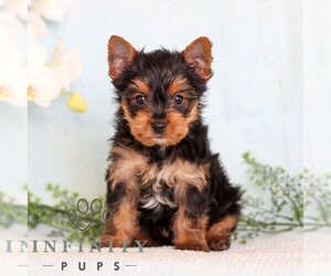 Yorkshire Terrier Puppy for sale in REINHOLDS, PA, USA